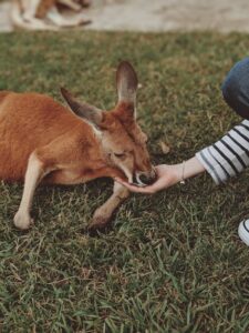A kangaroo being gently fed by a person in Fig Tree Pocket, QLD.