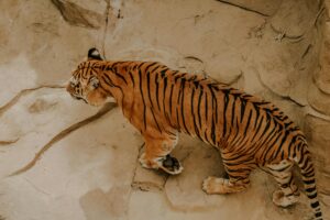 A powerful tiger walking on rocky terrain, showcasing its natural stripes and strength.