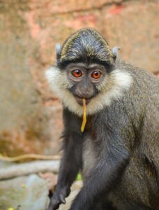 A detailed shot of a Mona Monkey (Cercopithecus mona) eating in its natural habitat of Benin.