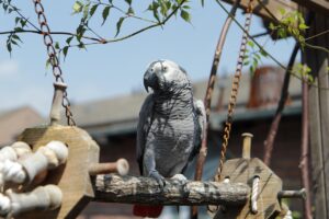 africangreyparrot, grijzeroodstaart, congo, parrot, congo, congo, congo, congo, congo