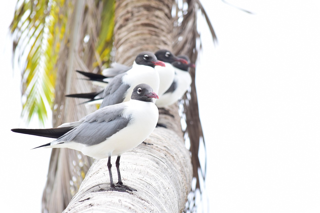 Belize: Crypto’s Hidden Gem?
