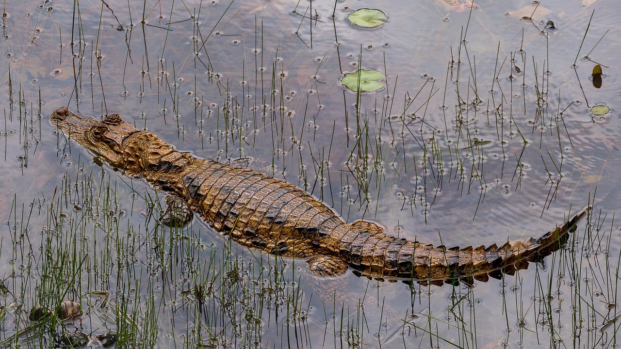 Costa Rica’s Crypto Secrets