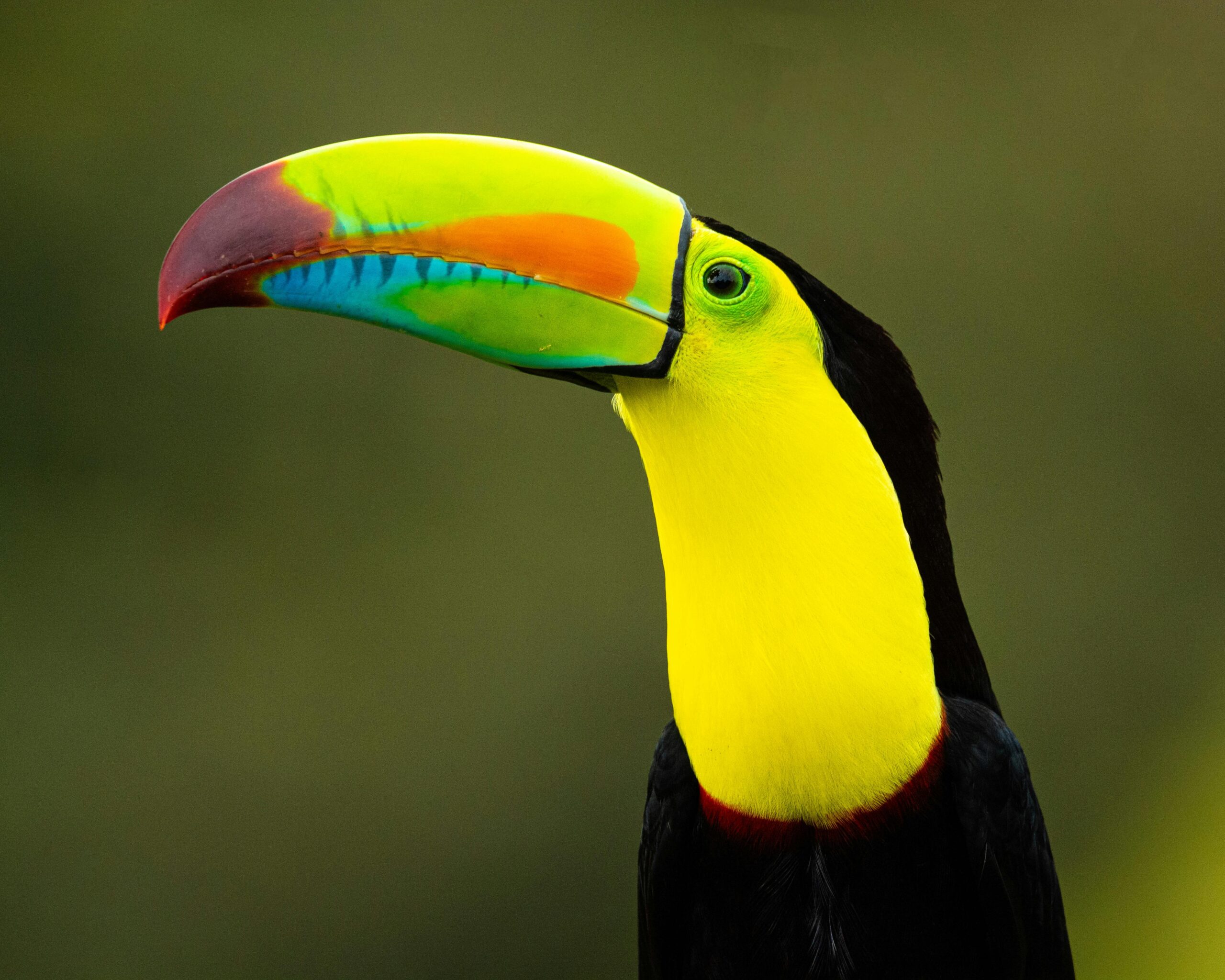 Costa Rica: 10 Wild Facts You Won’t Believe!