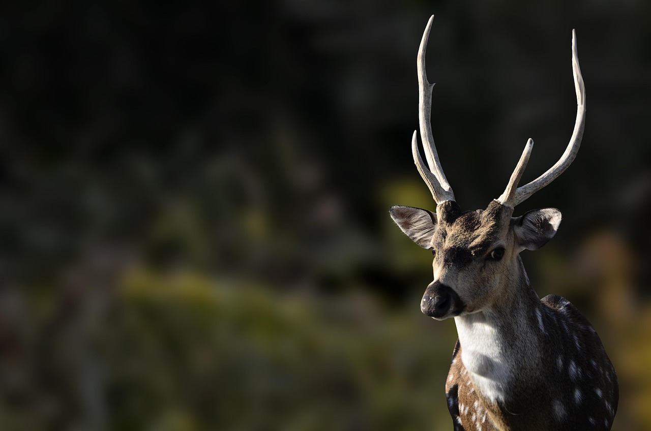 Iraq: Beyond the Headlines